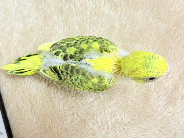 セキセイインコ