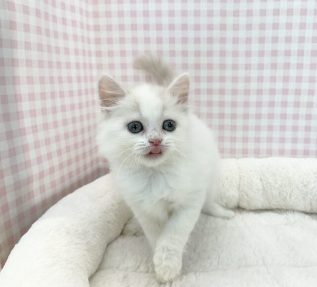 スコティッシュフォールド