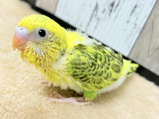 セキセイインコ