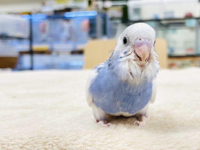 セキセイインコ