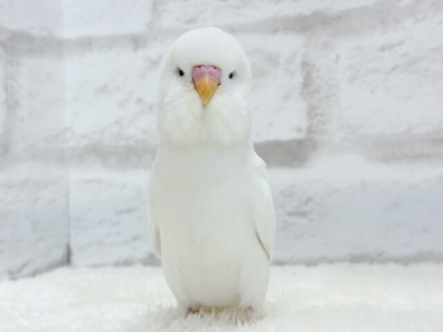 ジャンボセキセイインコ