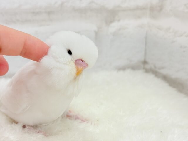 ジャンボセキセイインコ