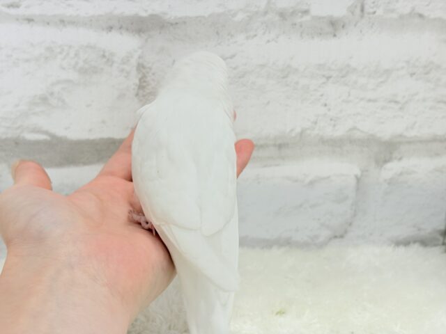 ジャンボセキセイインコ