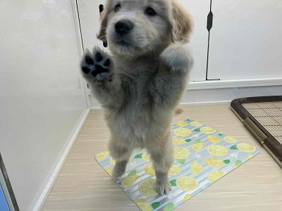 ゴールデンレトリバー