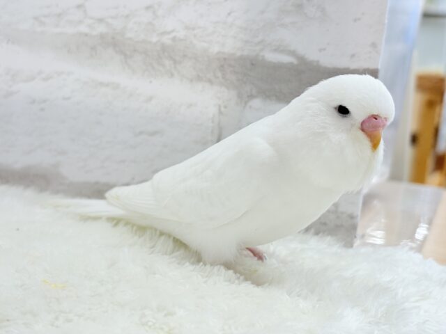 ジャンボセキセイインコ