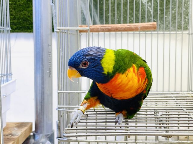 ゴシキセイガイインコ