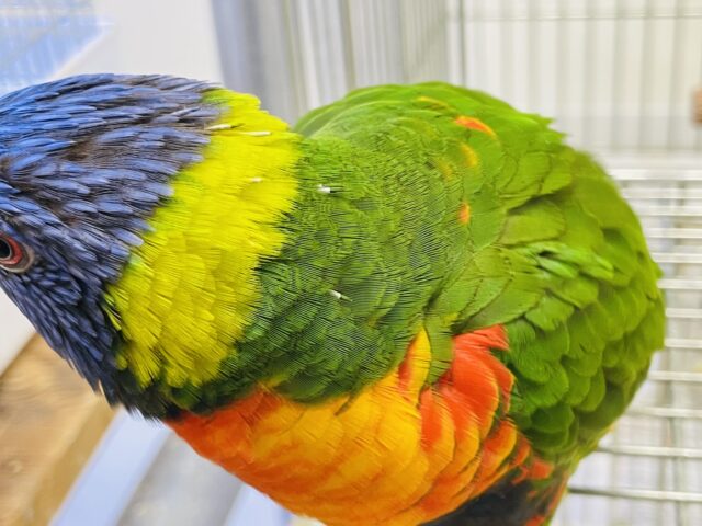 ゴシキセイガイインコ