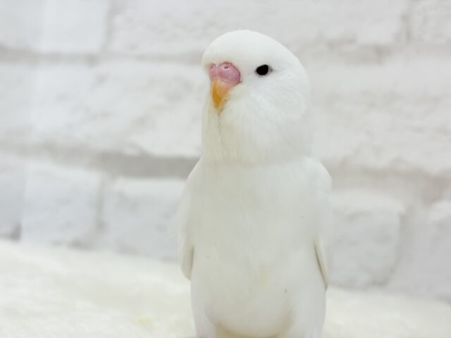 ジャンボセキセイインコ