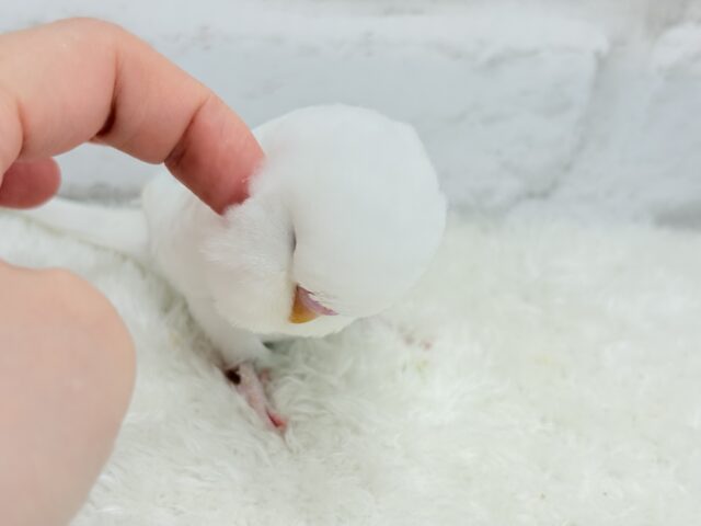 ジャンボセキセイインコ