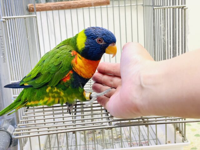 ゴシキセイガイインコ