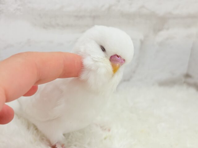 ジャンボセキセイインコ