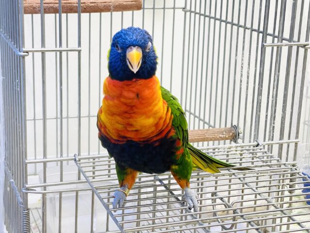 ゴシキセイガイインコ