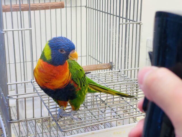 ゴシキセイガイインコ