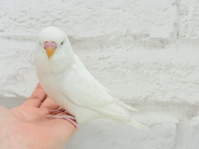 ジャンボセキセイインコ