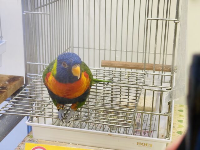 ゴシキセイガイインコ