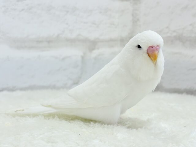 ジャンボセキセイインコ