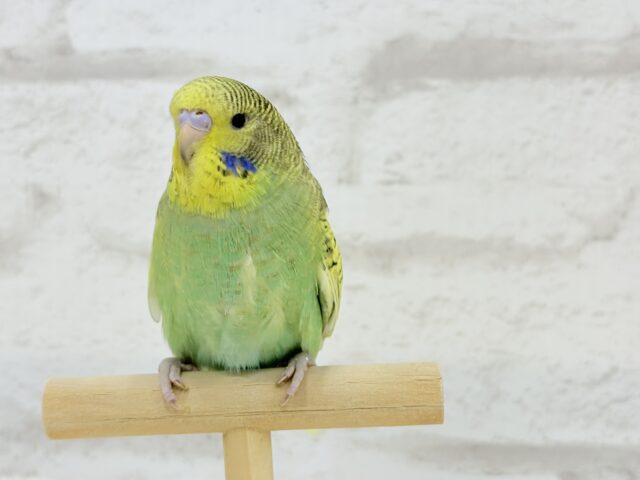 ジャンボセキセイインコ