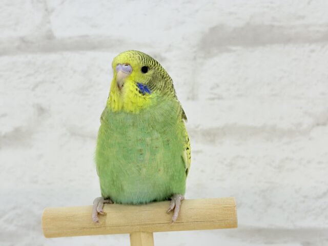 ジャンボセキセイインコ