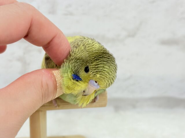 ジャンボセキセイインコ