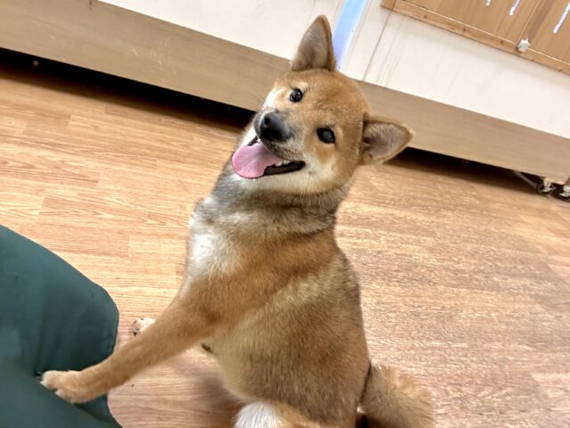 柴犬