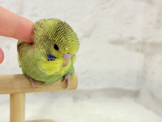 ジャンボセキセイインコ