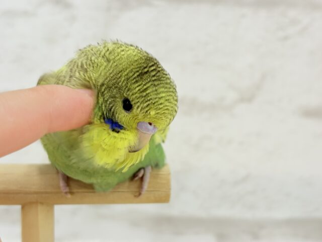 ジャンボセキセイインコ