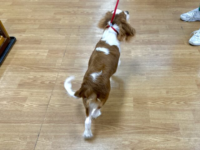 キャバリア・キングチャールズ・スパニエル