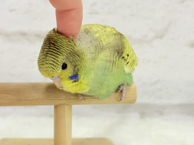ジャンボセキセイインコ