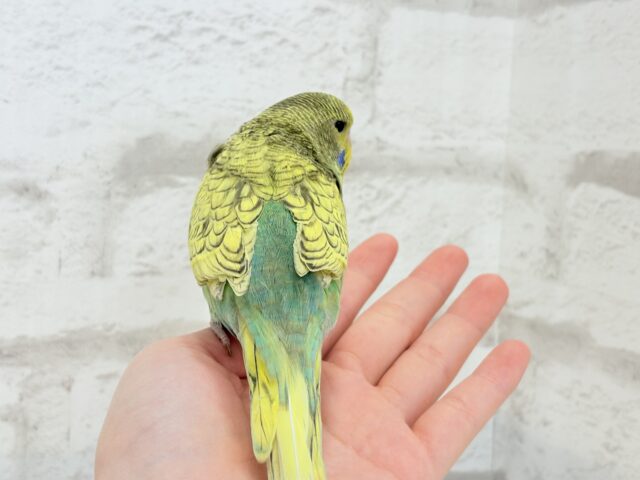 ジャンボセキセイインコ