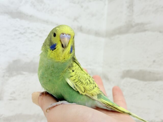 ジャンボセキセイインコ