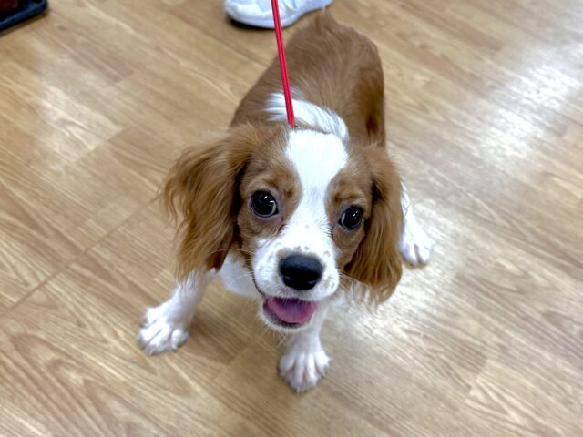キャバリア・キングチャールズ・スパニエル