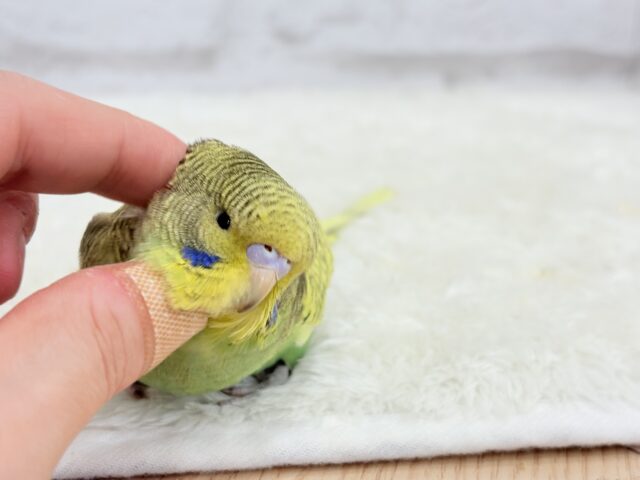 ジャンボセキセイインコ