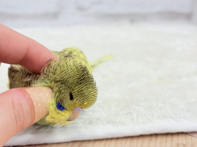 ジャンボセキセイインコ