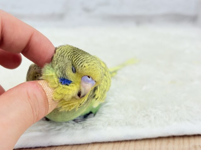 ジャンボセキセイインコ