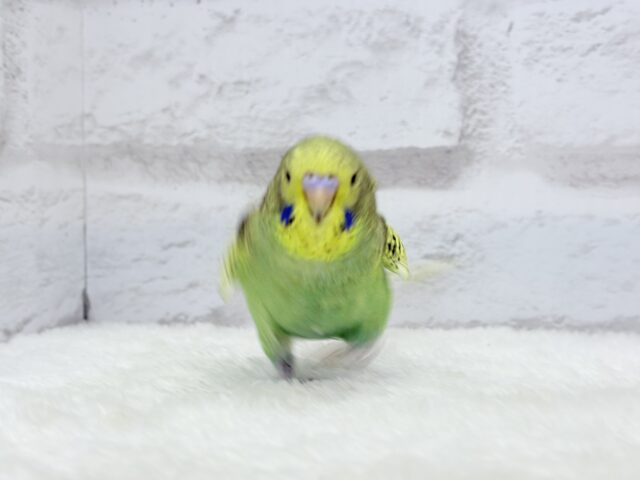 ジャンボセキセイインコ