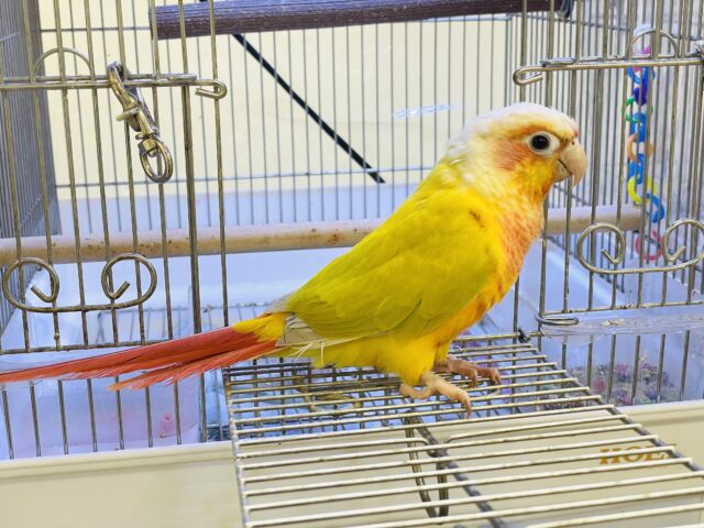 ホオミドリウロコインコ