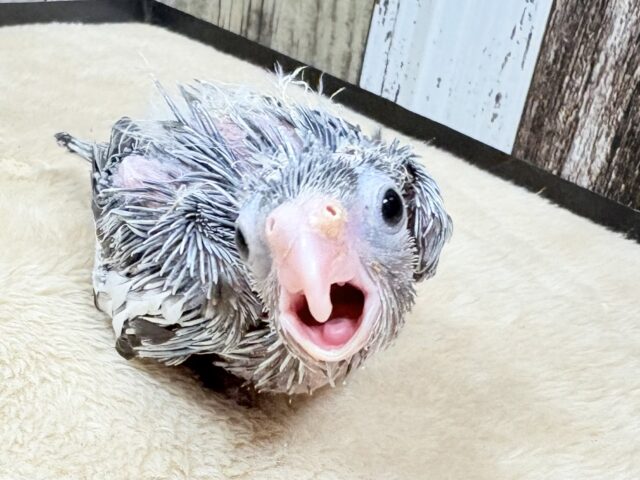オカメインコ