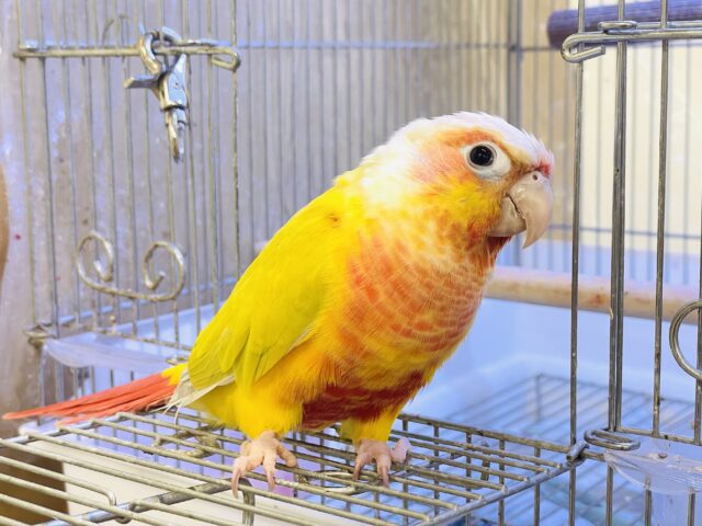 ホオミドリウロコインコ