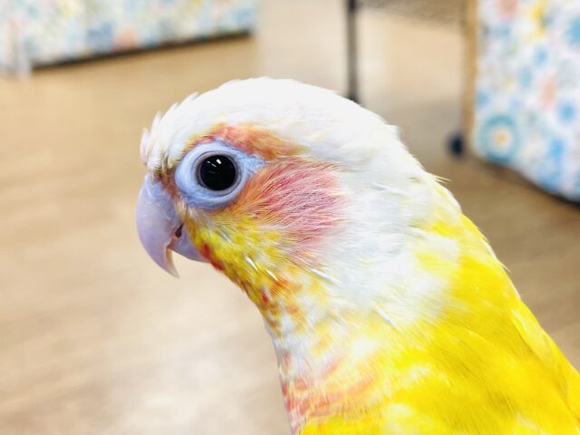 ホオミドリウロコインコ