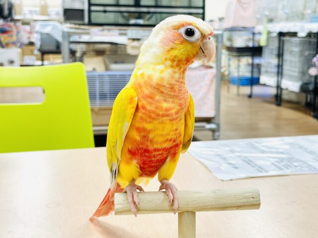 ホオミドリウロコインコ