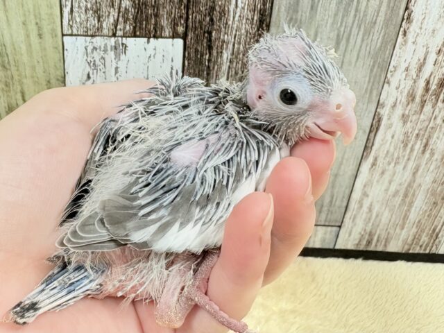 オカメインコ