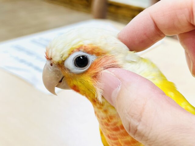 ホオミドリウロコインコ