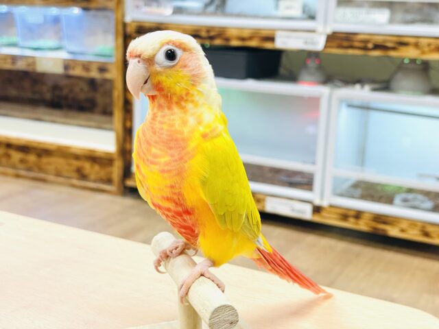 ホオミドリウロコインコ