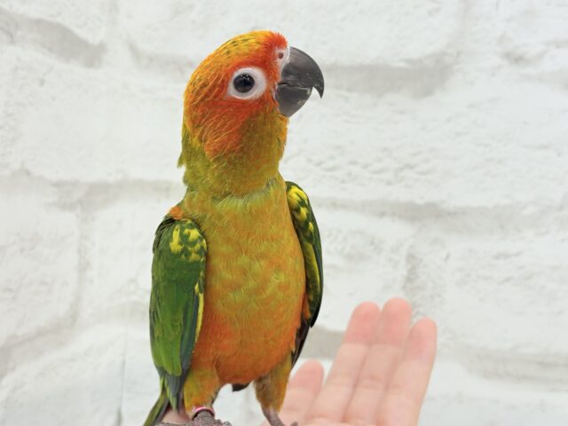 コガネメキシコインコ