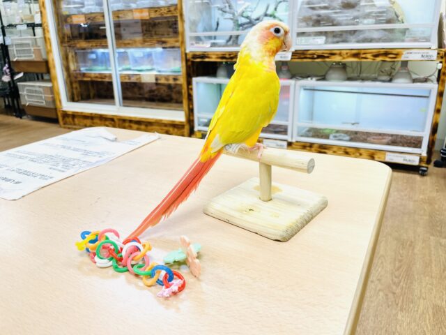 ホオミドリウロコインコ