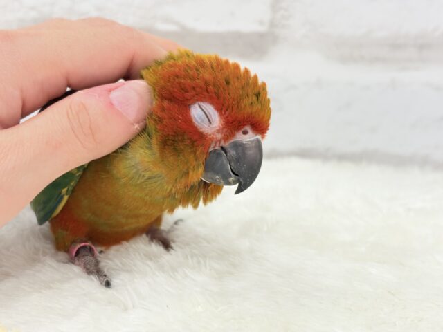 コガネメキシコインコ