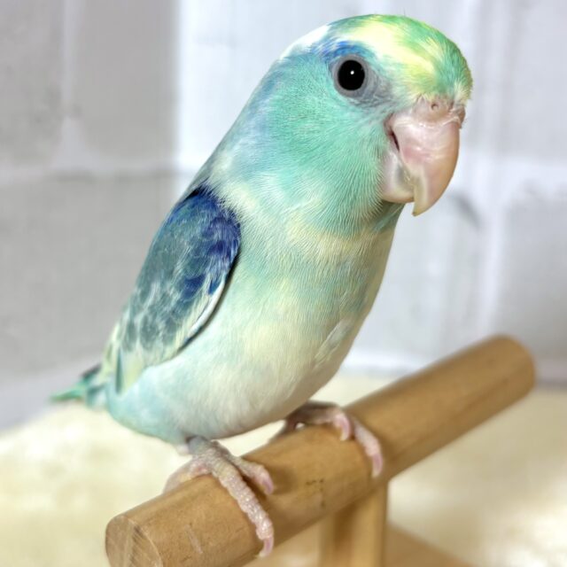 マメルリハ ターコイズミディアムパイドブルー 男の子 💙️🩵💛🌼