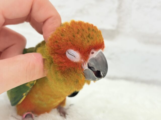 コガネメキシコインコ