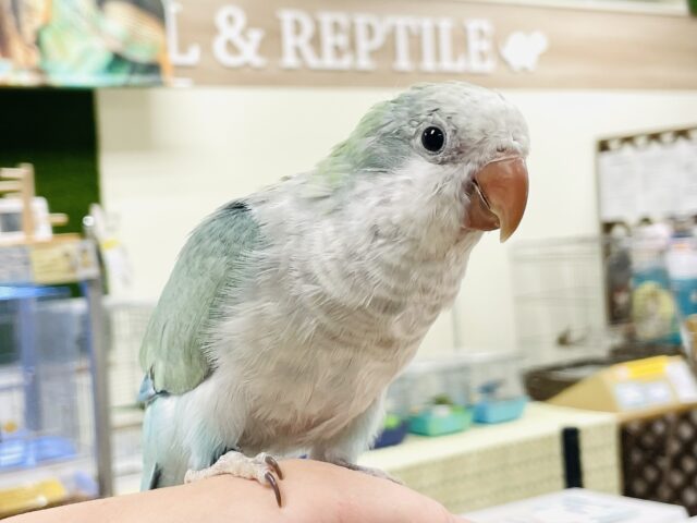 オキナインコ