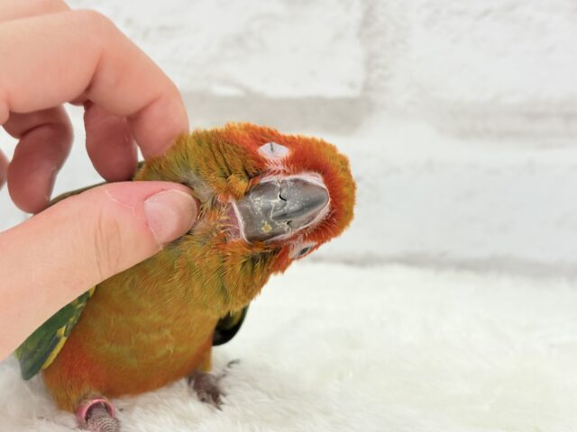 コガネメキシコインコ